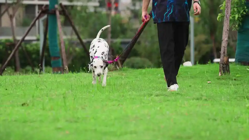 Guía paso a paso para la instalación de bañeras de aseo canino VEVOR