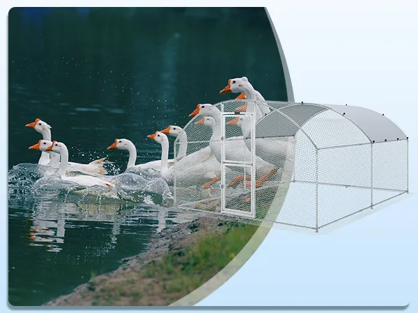 ducks near a pond with a VEVOR chicken coop in the foreground.