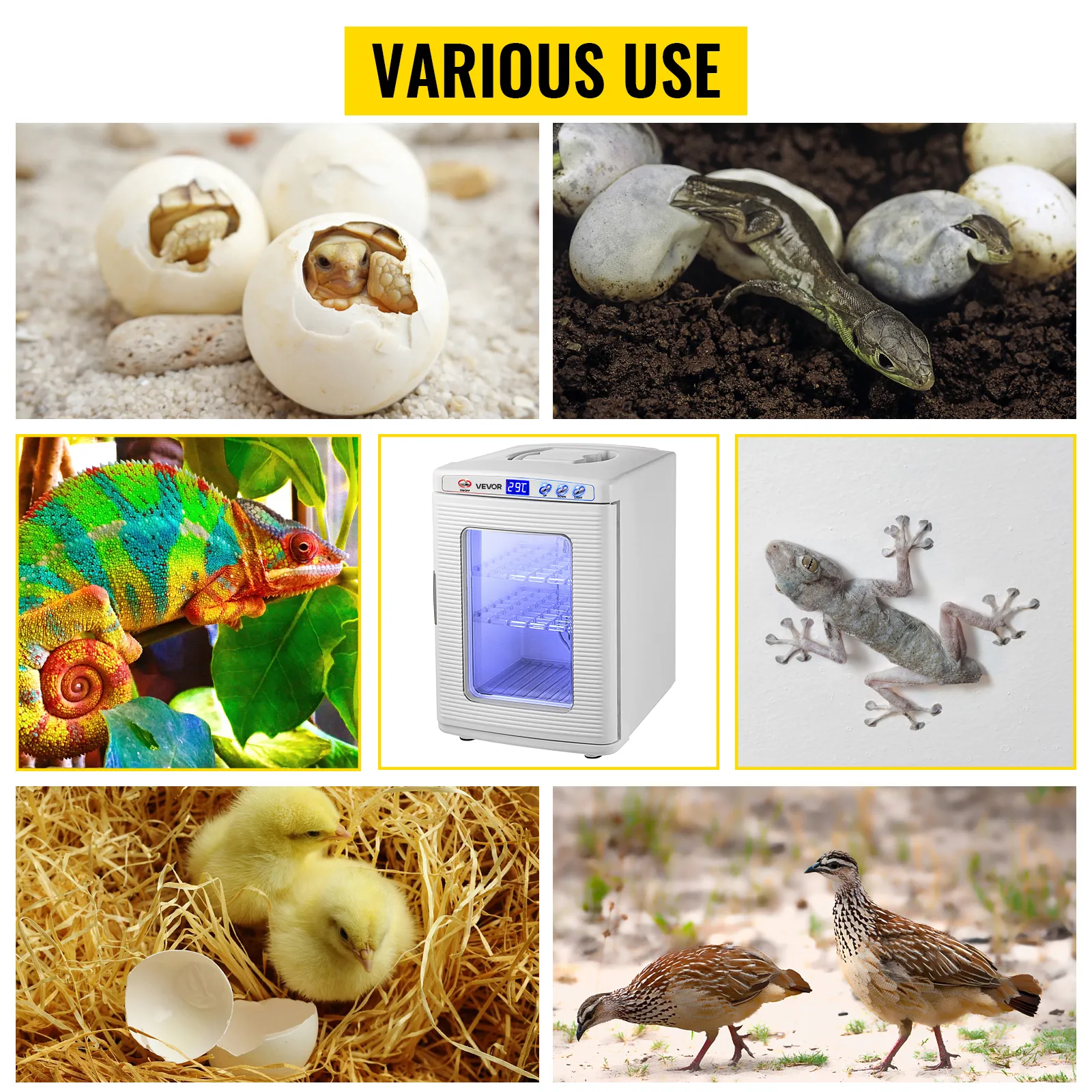 Varios reptiles, polluelos y huevos alrededor de una incubadora de reptiles VEVOR.