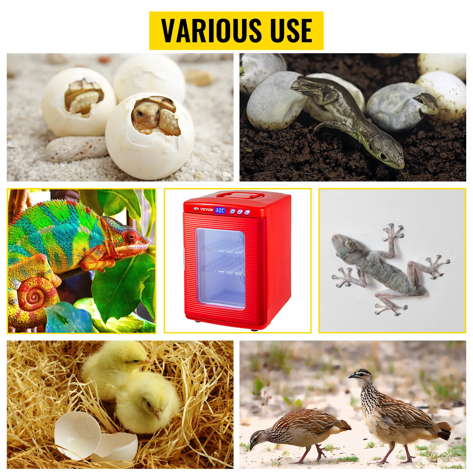 Incubadora de reptiles VEVOR con diversos huevos de animales y reptiles en entornos naturales.