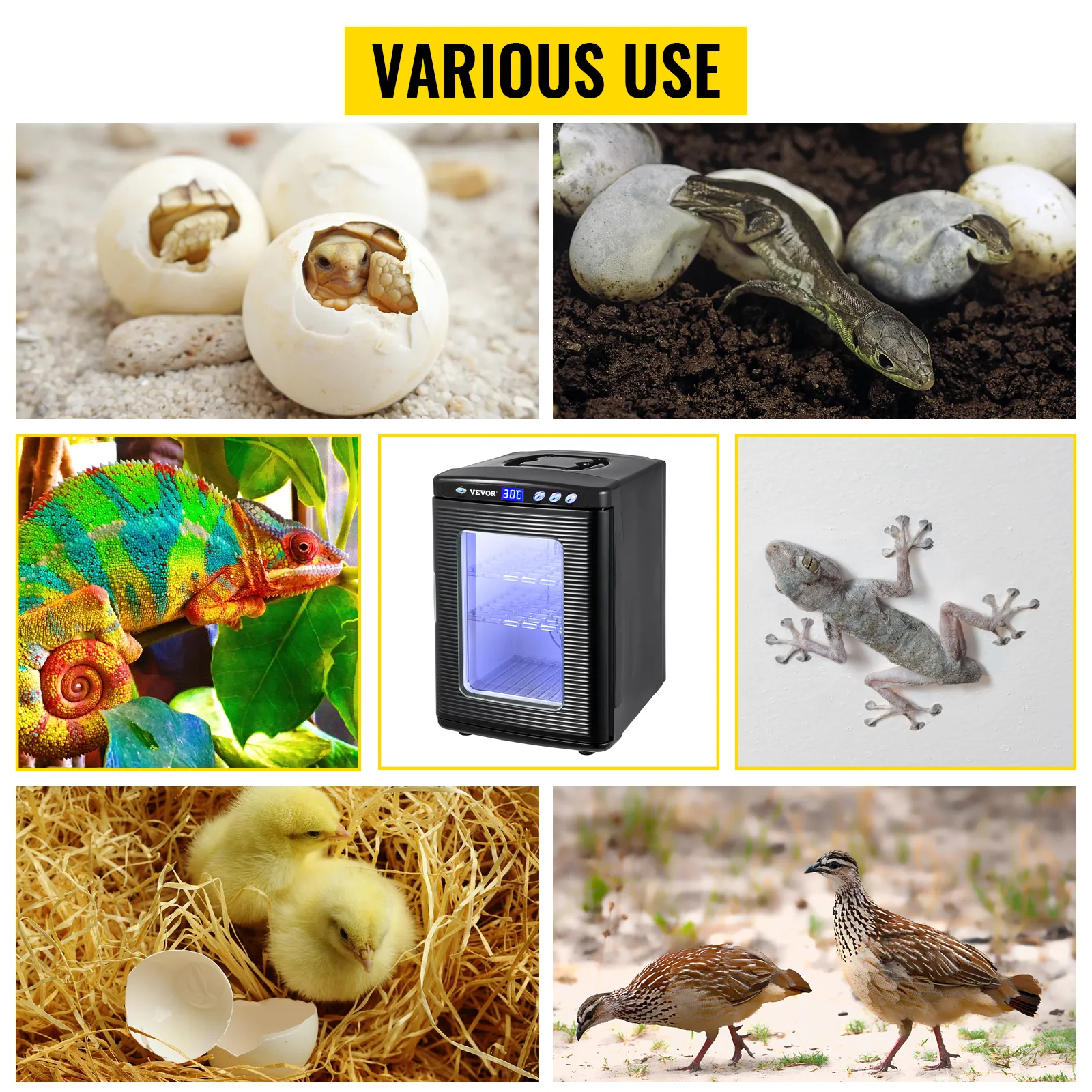 VEVOR reptile incubator surrounded by various reptiles, eggs, and birds.