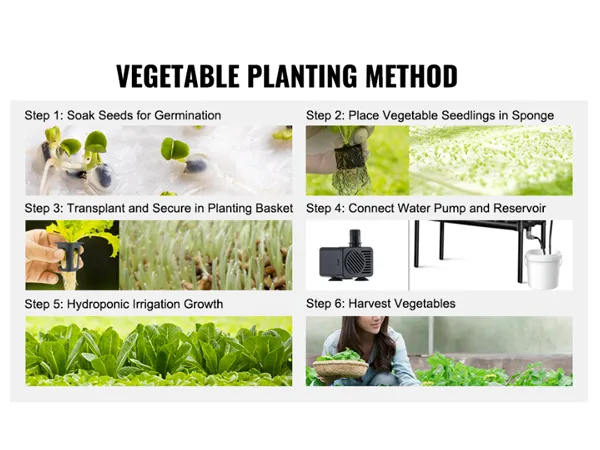 Stappenplan voor het VEVOR hydrocultuursysteem: zaden weken, zaailingen plaatsen, verplanten, pomp aansluiten, irrigatie, groei, oogsten.