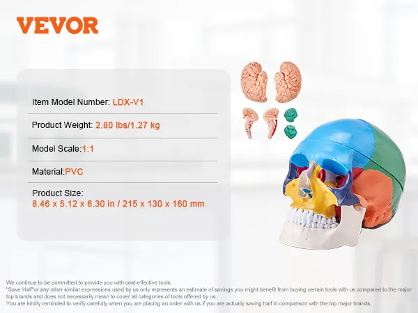 VEVOR human skull model ldx-v1, colorful skull with detailed brain parts, pvc, 1:1 scale, 2.80 lbs.