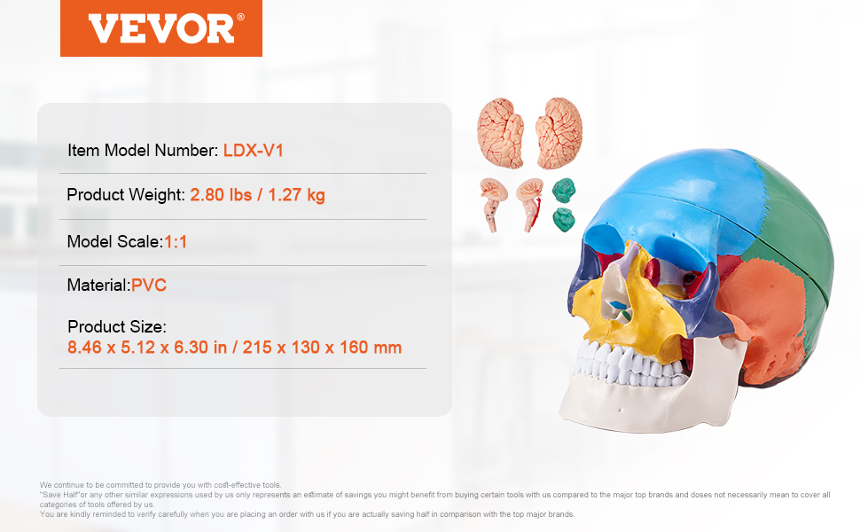 VEVOR Human Skull Model, 8 Parts Brain & 3 Parts Skull, Life-Size