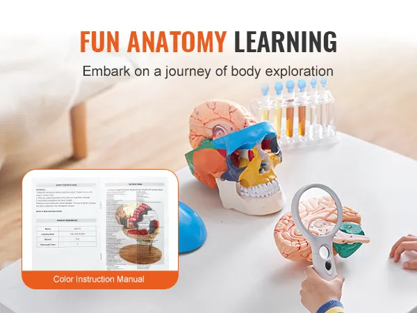 fun anatomy learning with VEVOR human skull model, colorful brain parts, and instruction manual on table.