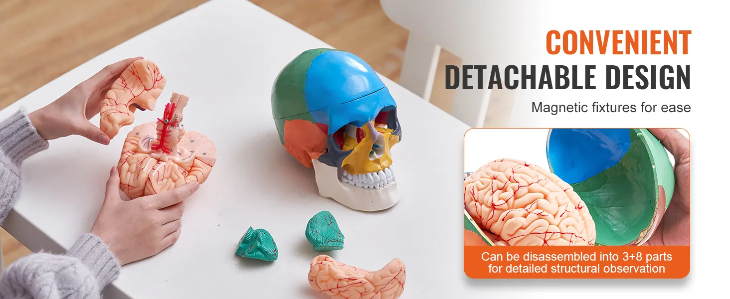 hands assembling a VEVOR human skull model with detachable brain parts on a white table.