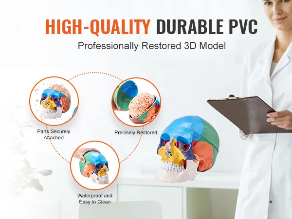 high-quality durable pvc VEVOR human skull model, precisely restored and waterproof, with a doctor.