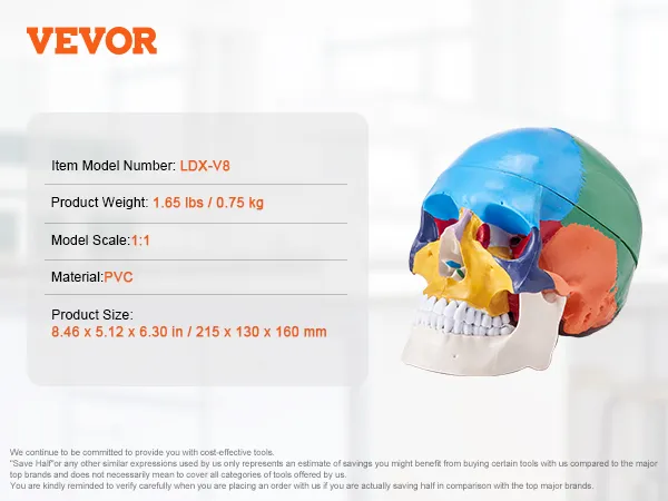 VEVOR human skull model ldx-v8, pvc, 1.65 lbs, 8.46 x 5.12 x 6.30 in, 1:1 scale, multicolor.