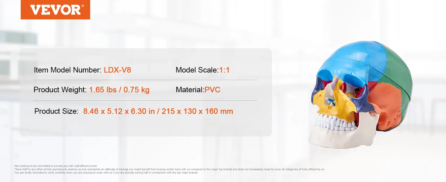 VEVOR human skull model ldx-v8, pvc, 1.65 lbs, 8.46 x 5.12 x 6.30 in, 1:1 scale, multicolor.