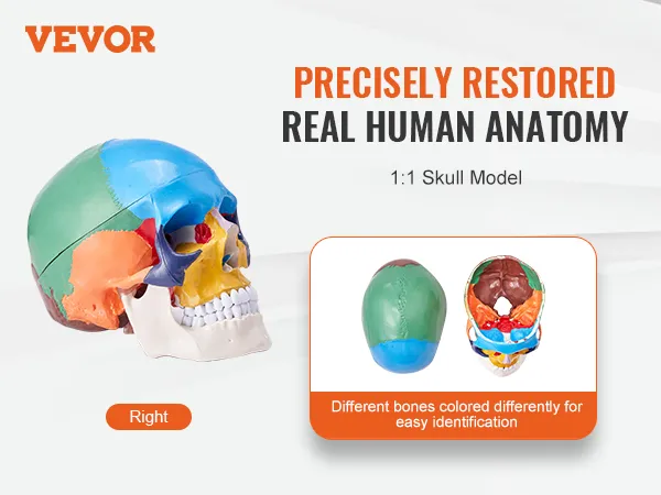 VEVOR human skull model with colored bones for detailed anatomical study. left and right views shown.