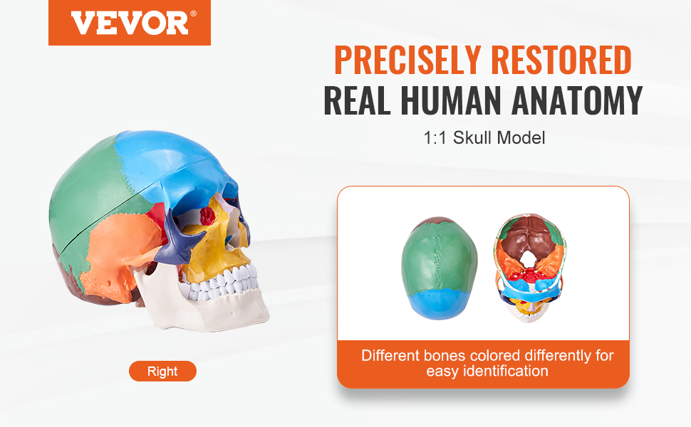 VEVOR Human Skull Model, 3 Parts Human Skull Anatomy, Life