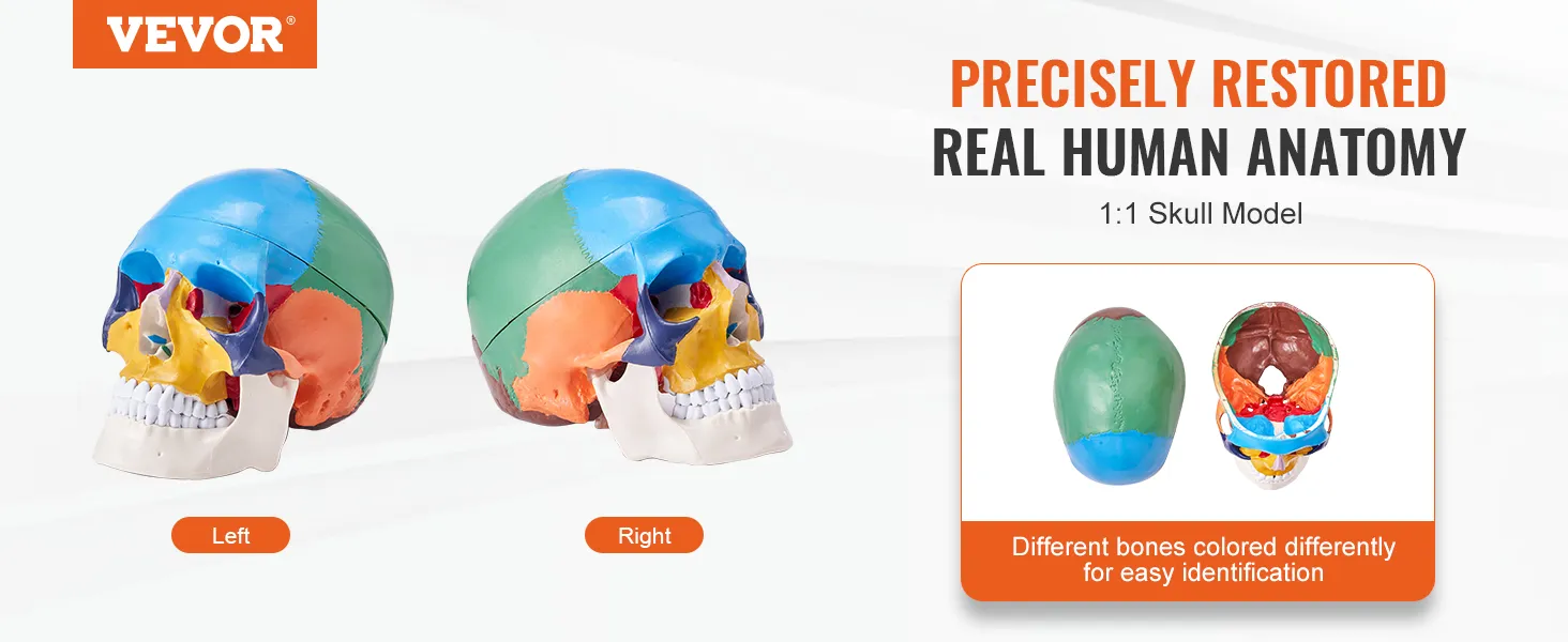 VEVOR human skull model with colored bones for detailed anatomical study. left and right views shown.