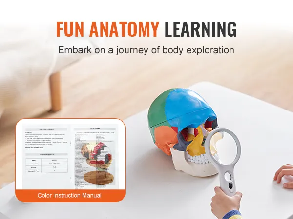 child examining VEVOR human skull model with magnifying glass, next to an anatomy instruction manual.