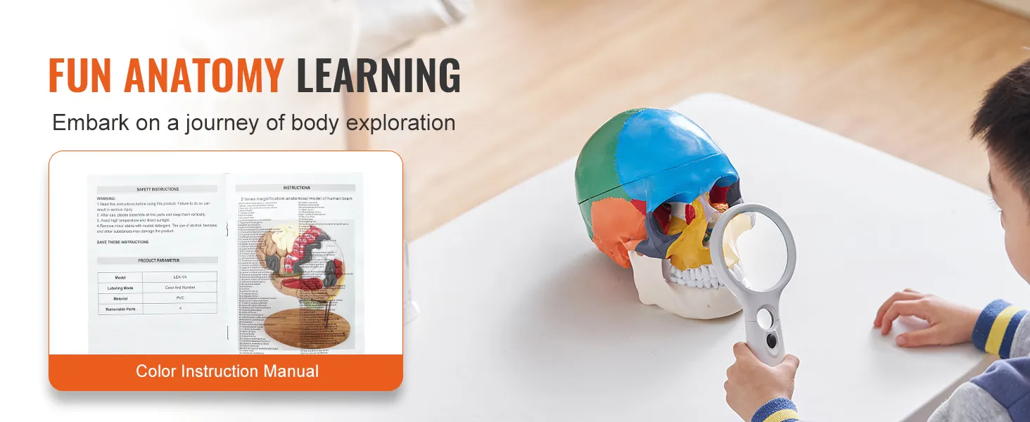 child examining VEVOR human skull model with magnifying glass, next to an anatomy instruction manual.