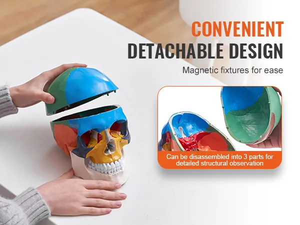 hands holding a VEVOR human skull model with detachable magnetic fixtures for easy disassembly and observation.