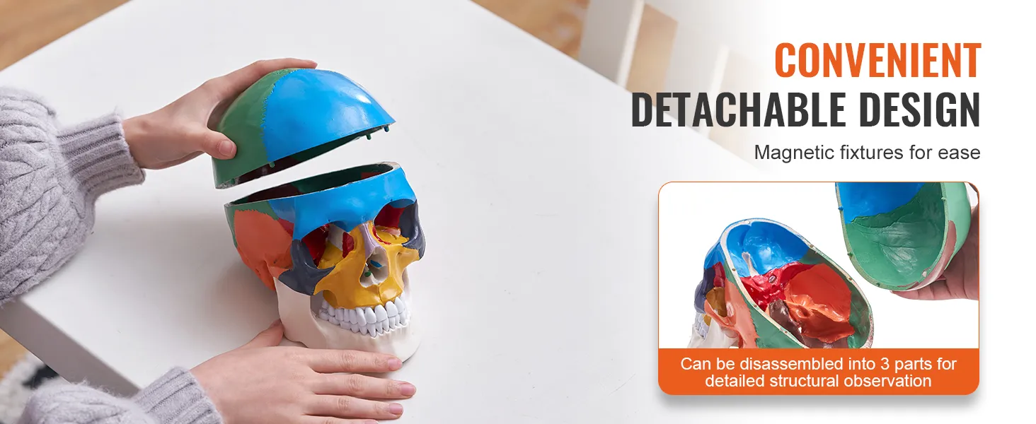 hands holding a VEVOR human skull model with detachable magnetic fixtures for easy disassembly and observation.