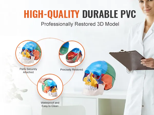 high-quality VEVOR human skull model in colorful pvc, showing secure parts, precise restoration, and waterproof features.