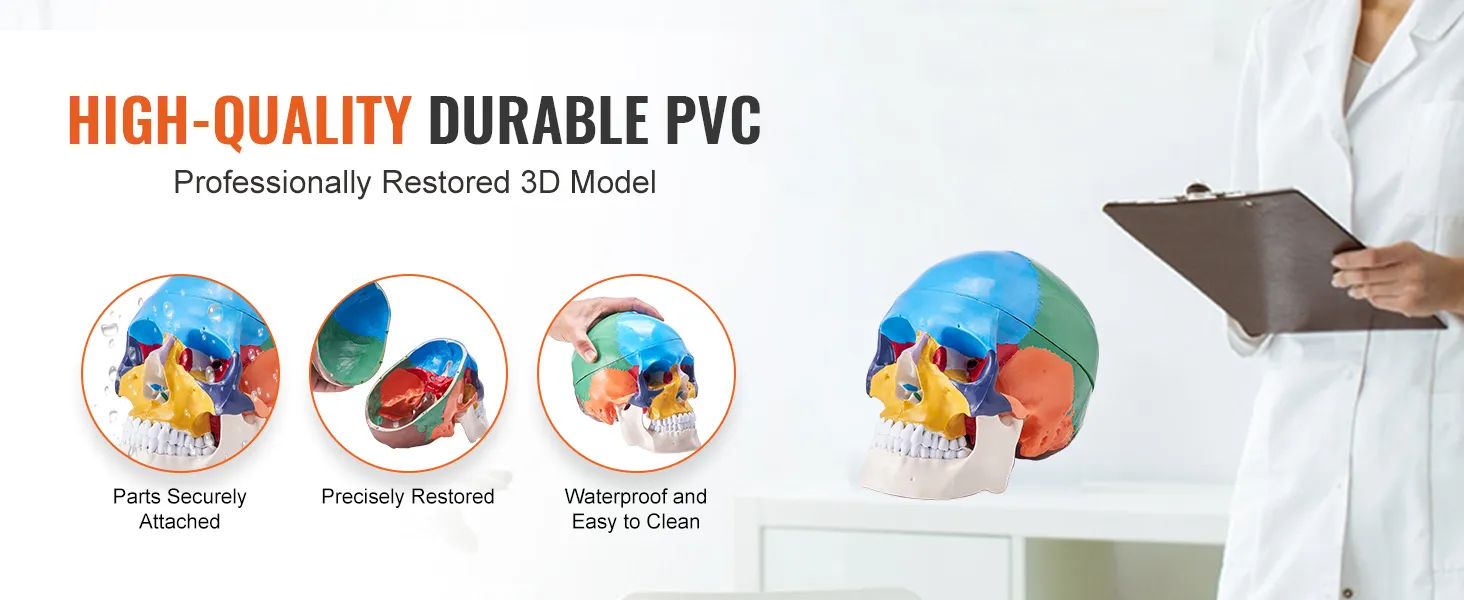 high-quality VEVOR human skull model in colorful pvc, showing secure parts, precise restoration, and waterproof features.
