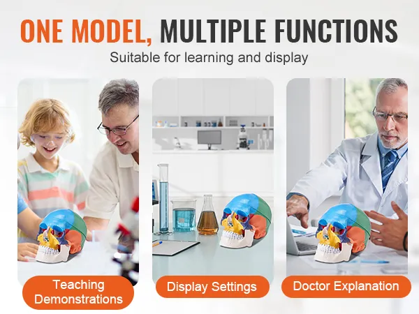 one model, multiple functions: VEVOR human skull model for teaching, display, and doctor explanation.