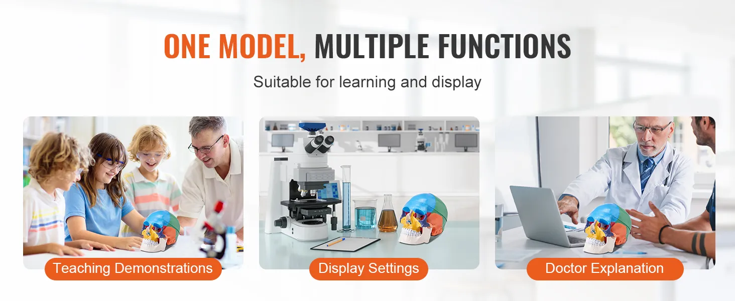 one model, multiple functions: VEVOR human skull model for teaching, display, and doctor explanation.