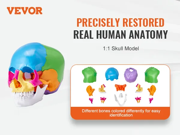 VEVOR human skull model showcasing colored bones for precise anatomical study, front and back views.