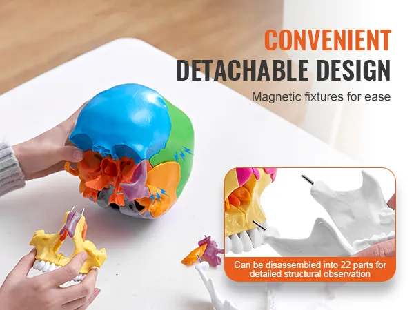 hands assembling colorful VEVOR human skull model; text highlights detachable design with magnetic fixtures.
