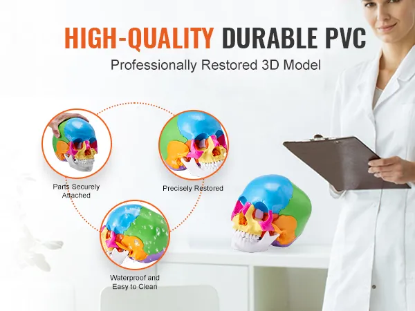 high-quality durable pvc VEVOR human skull model, precisely restored, waterproof, secure parts.