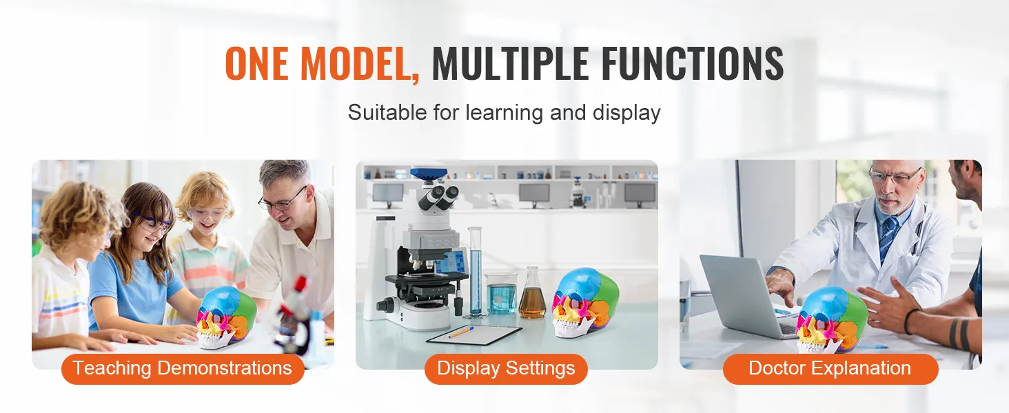 one model, multiple functions: teaching demonstrations, display settings, doctor explanation using VEVOR human skull model.