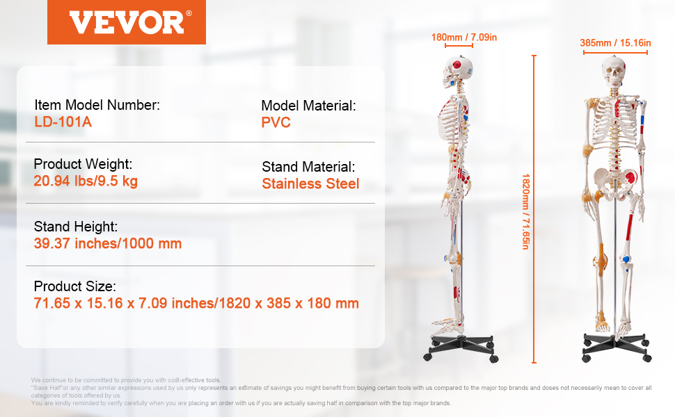 VEVOR Human Skeleton Model for Anatomy, 71.65