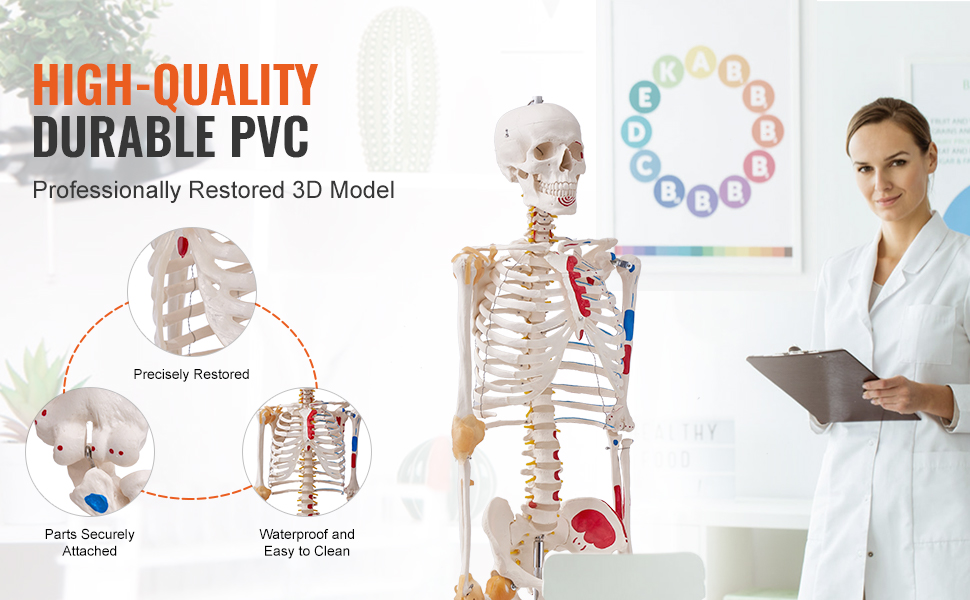 VEVOR Human Skeleton Model for Anatomy, 71.65