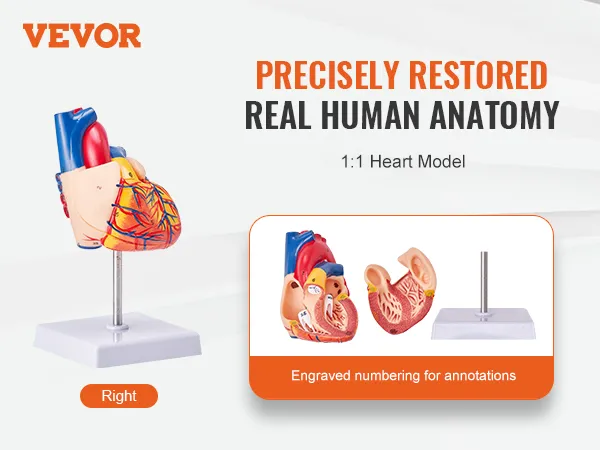 VEVOR human heart model with engraved annotations, showcasing left, heads, and right views.