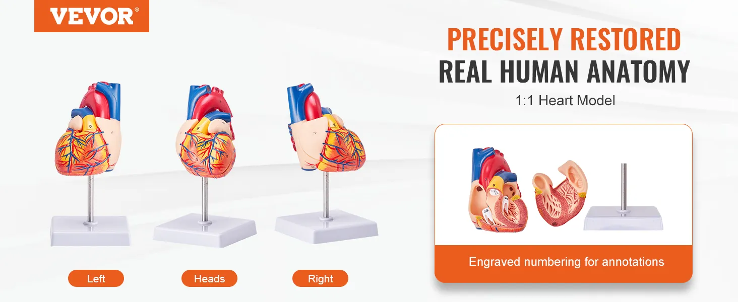 VEVOR human heart model with engraved annotations, showcasing left, heads, and right views.