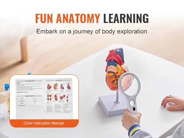 child using magnifying glass to study VEVOR human heart model with instruction manual. fun anatomy learning.