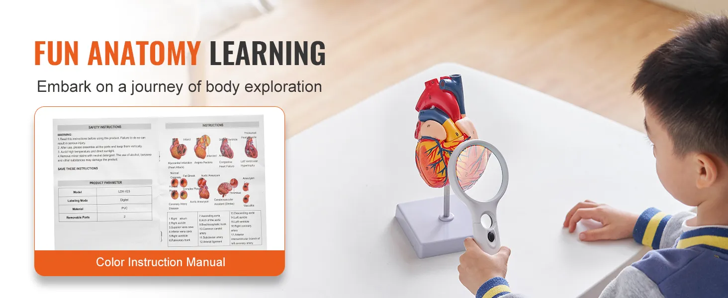 child using magnifying glass to study VEVOR human heart model with instruction manual. fun anatomy learning.