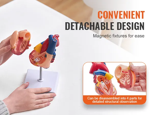 hands holding a VEVOR human heart model with detachable parts for detailed observation; magnetic fixtures.