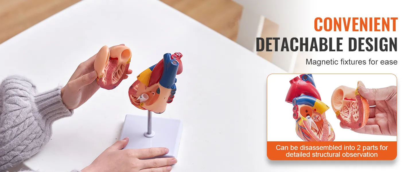 hands holding a VEVOR human heart model with detachable parts for detailed observation; magnetic fixtures.