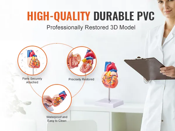 high-quality durable pvc VEVOR human heart model, with parts securely attached and precisely restored.