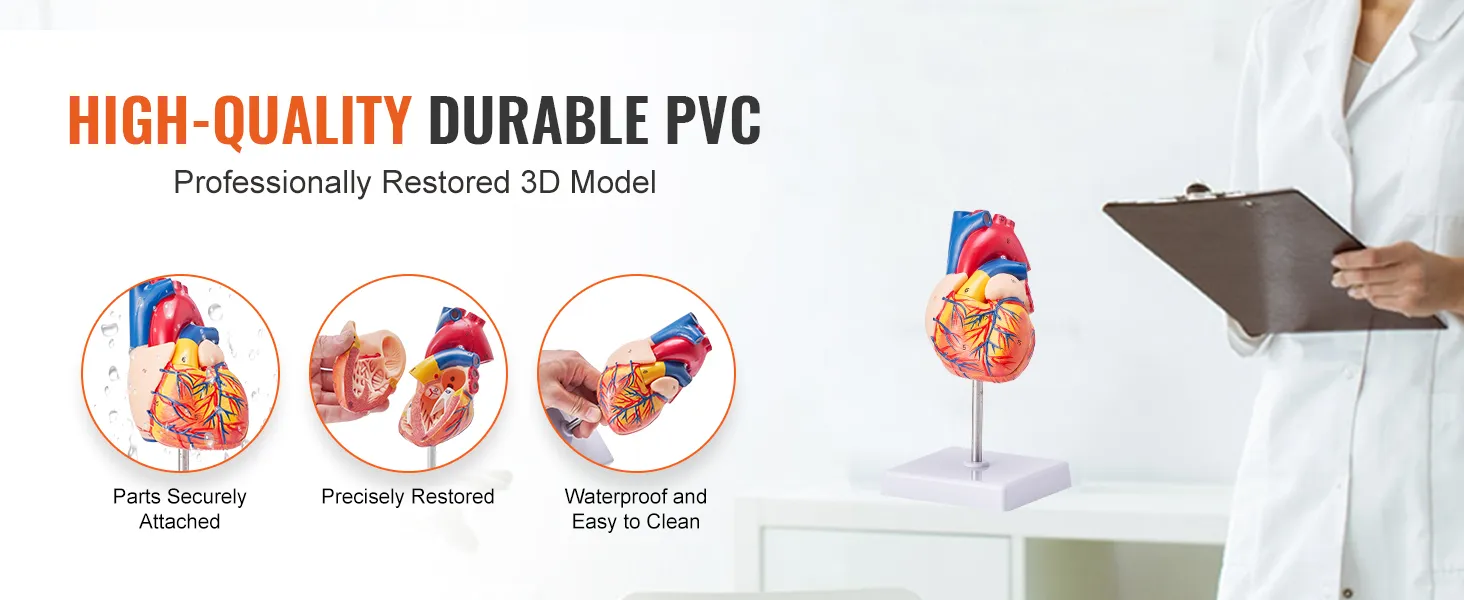 high-quality durable pvc VEVOR human heart model, with parts securely attached and precisely restored.