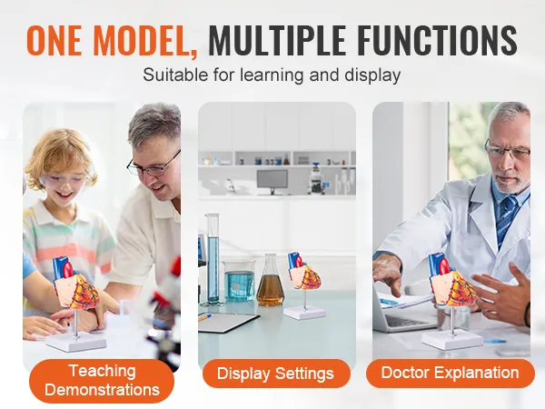 teaching, laboratory, and medical uses of the VEVOR human heart model for demonstrations and explanations.