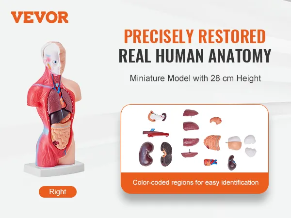 VEVOR human body model showcasing 3d anatomy with removable organs and color-coded regions.