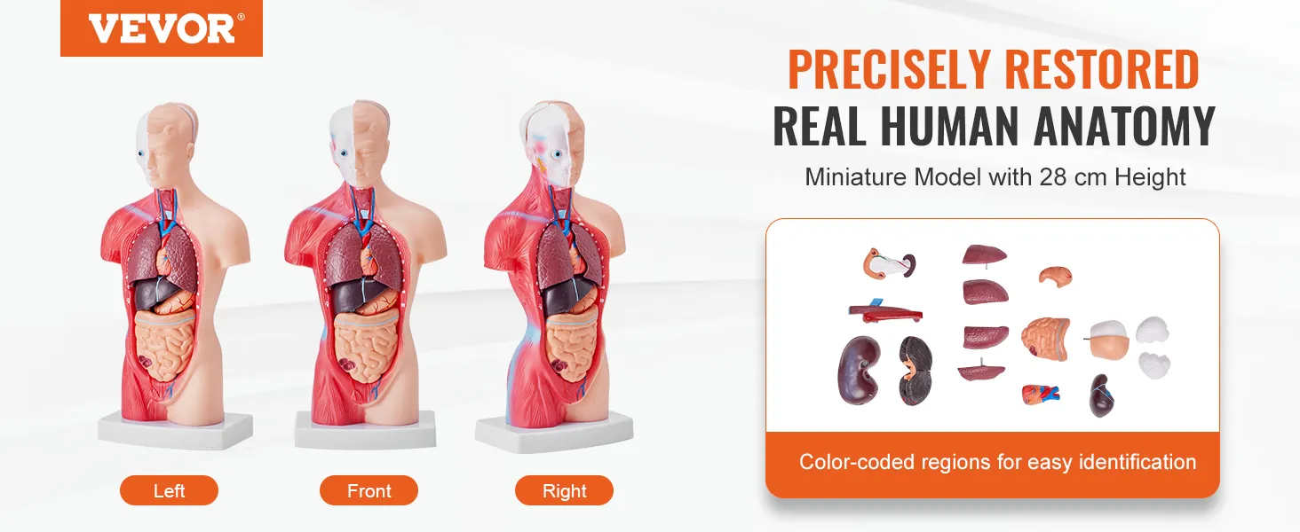 VEVOR human body model showcasing 3d anatomy with removable organs and color-coded regions.
