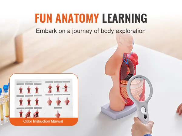 VEVOR human body model; interactive anatomy learning with color instruction manual, ideal for kids' education.