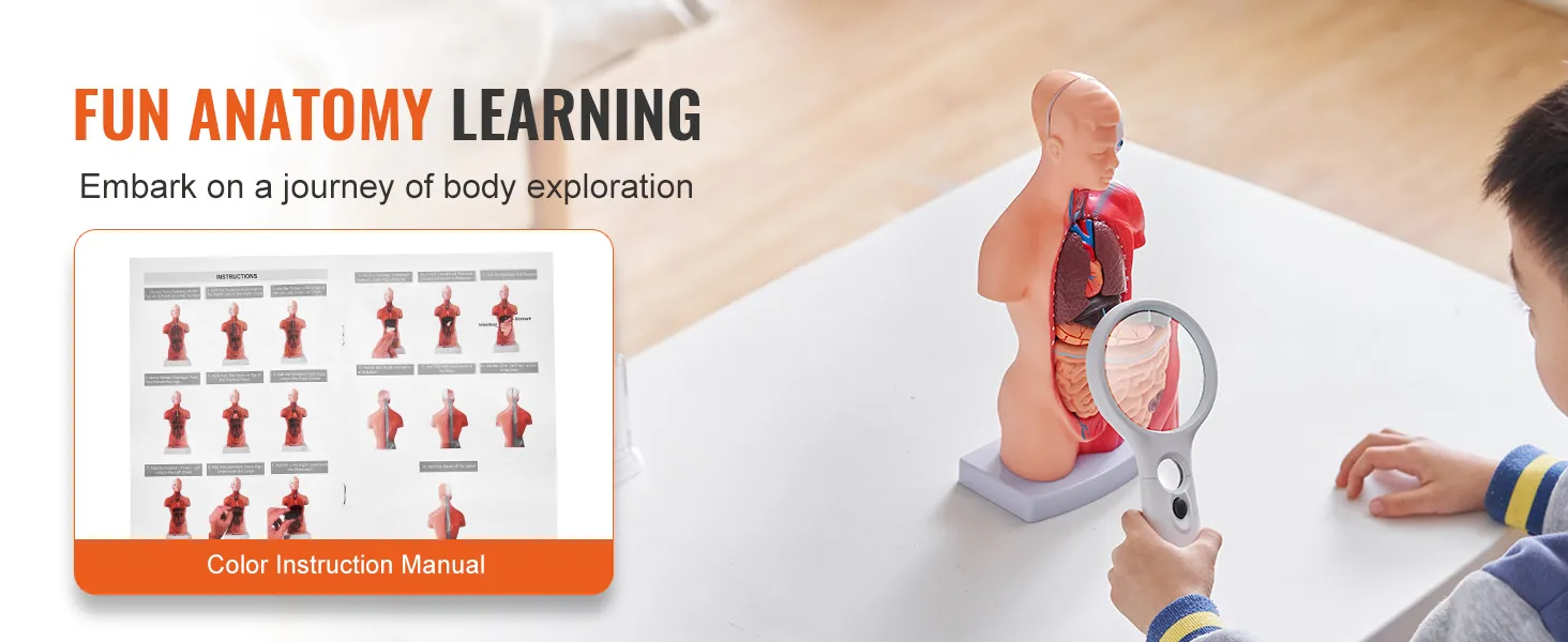VEVOR human body model; interactive anatomy learning with color instruction manual, ideal for kids' education.