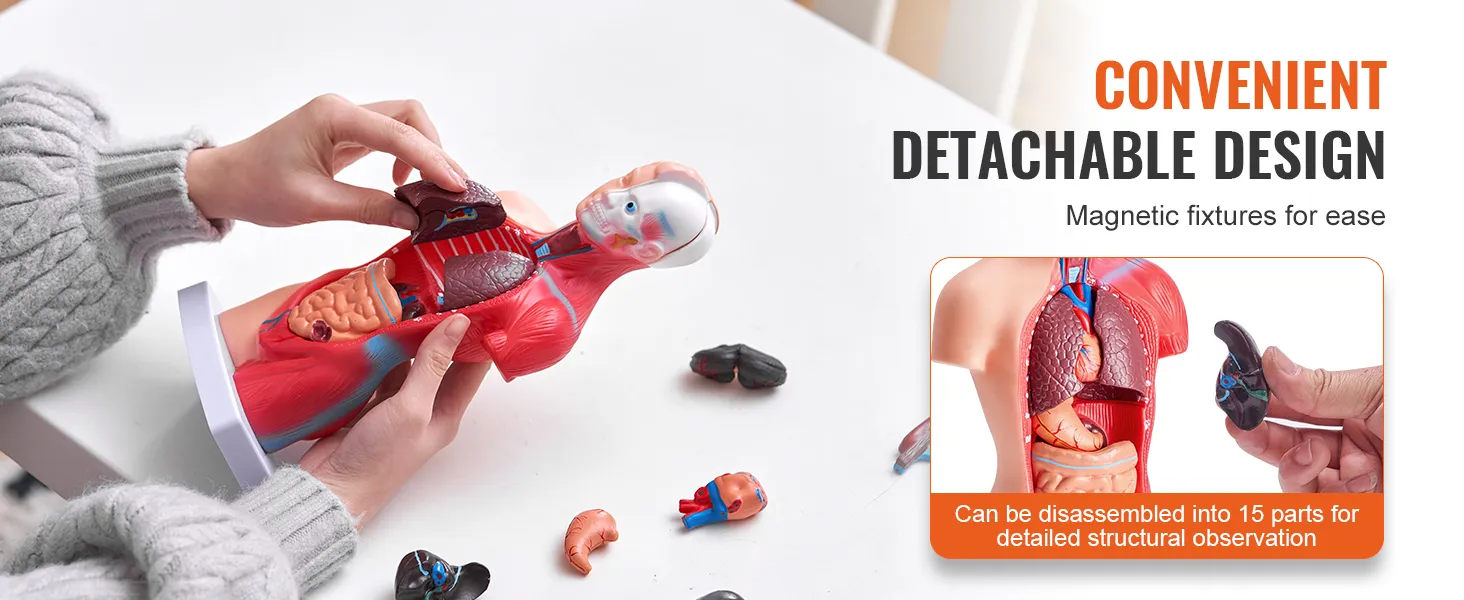 person assembling VEVOR human body model with detachable parts, showcasing convenient design features.