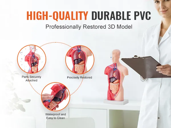 high-quality VEVOR human body model made of durable pvc, waterproof and easy to clean.