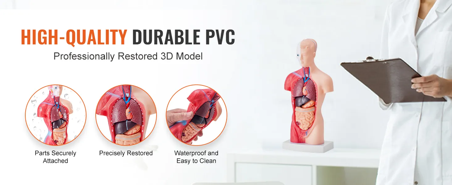 high-quality VEVOR human body model made of durable pvc, waterproof and easy to clean.