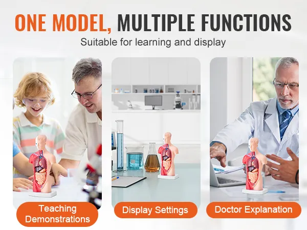 VEVOR human body model for teaching, display settings, and doctor explanations in medical settings.