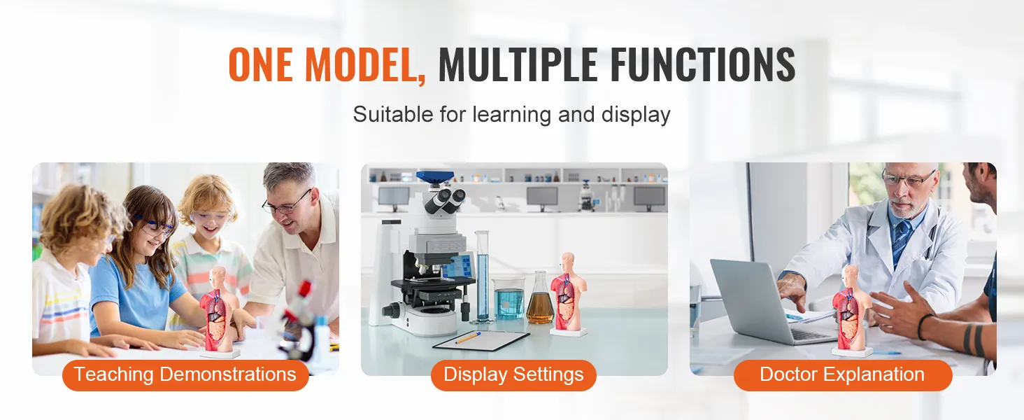 VEVOR human body model for teaching, display settings, and doctor explanations in medical settings.