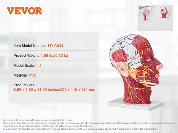VEVOR anatomical head model ld-c631, pvc, 1:1 scale, 1.59 lbs, 8.86x4.53x11.06 in, nerves and muscles detailed.