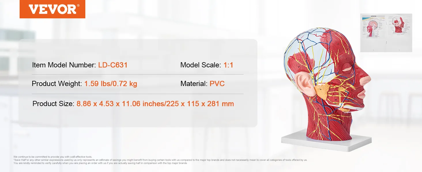 VEVOR anatomical head model ld-c631, pvc, 1:1 scale, 1.59 lbs, 8.86x4.53x11.06 in, nerves and muscles detailed.